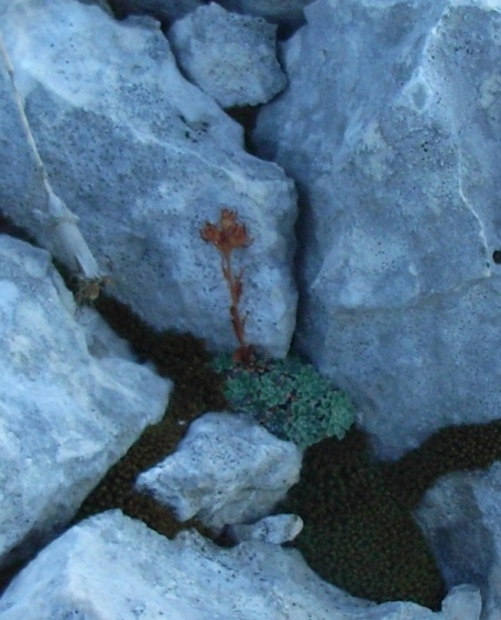 monte Miletto - Saxifraga porophylla